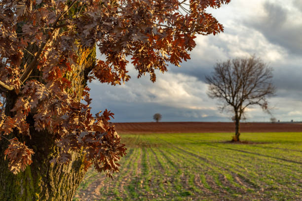 Montuenga, Burgos, Spain. Brown oak leaves frame a view of plowed and green fields under a cloudy winter sky, with bare trees in the distance at sunset