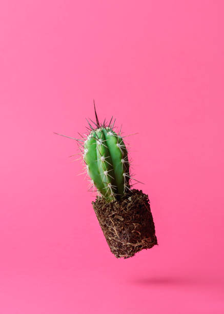 istock Green cactus without pot floats on a bright pink background with copy space, a creative concept of plant care and springtime. 2200218129