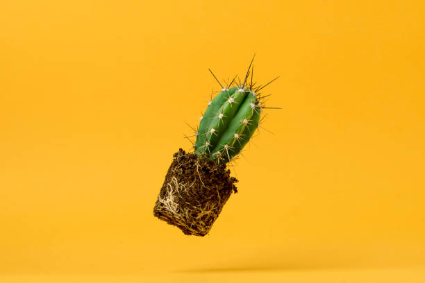 istock A green cactus with exposed roots floats against a bright yellow background with copy space. 2200218132