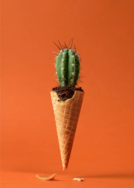 Green cactus with sharp spines growing in a waffle cone filled with soil against an orange background.