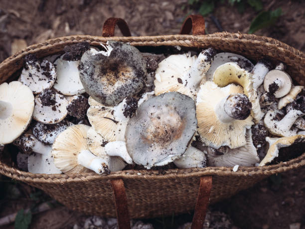 istock Freshly gathered wild mushrooms in a rustic basket 2200219143