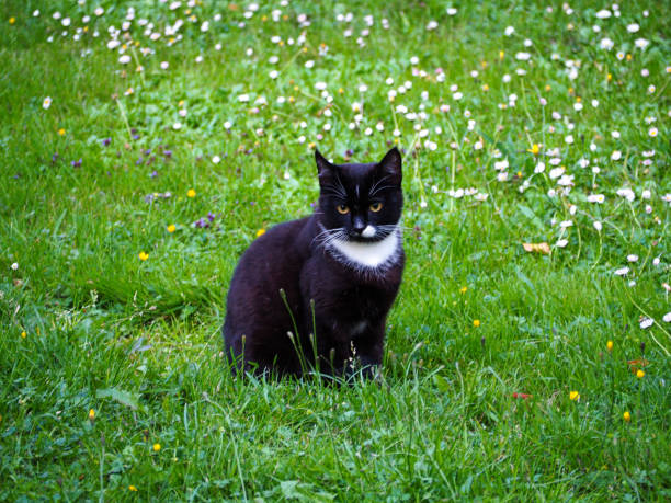 Black cat sitting in a green field in Stockholm, Sweden