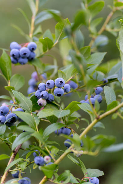 istock Organic American Blueberry Plants in Summer 2200219903