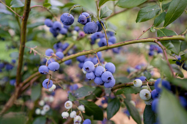 istock Organic American Blueberry Plants in Summer 2200219904