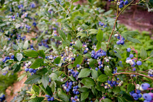 istock Organic American Blueberry Plants in Summer 2200219909