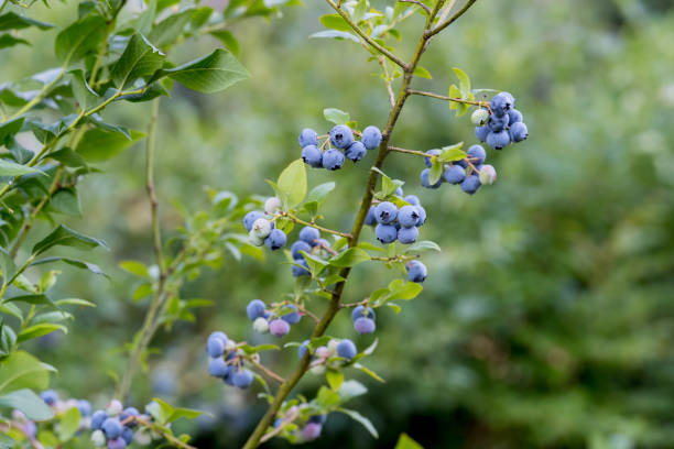 istock Organic American Blueberry Plants in Summer 2200219912