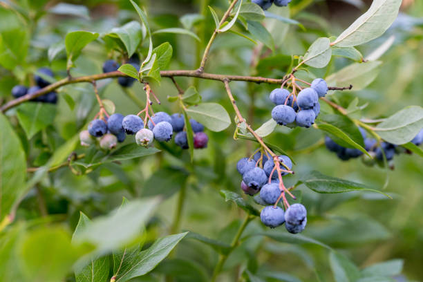 istock Organic American Blueberry Plants in Summer 2200219914