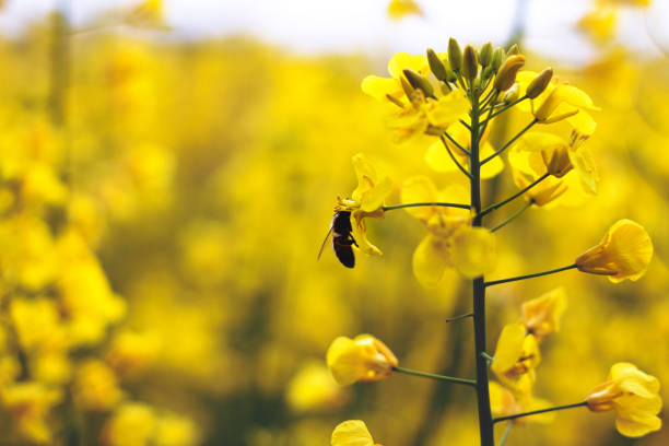A bright field of yellow flowers stretches across the landscape, surrounded by a clear blue sky and fluffy clouds. The scene captures the beauty of nature during the spring season.