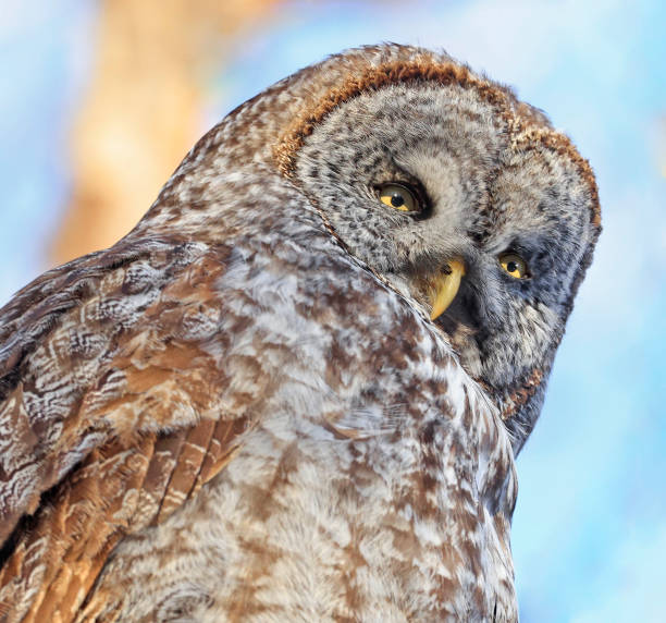 Great Grey Owl portrait in the forest, Quebec, Canada