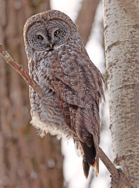 istock Great Grey Owl perched on a branch tree in the forest, Quebec, Canada 2200220062