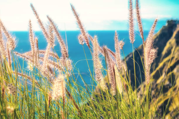 istock Dry grass on the mountain on the ocean shore 2200221001