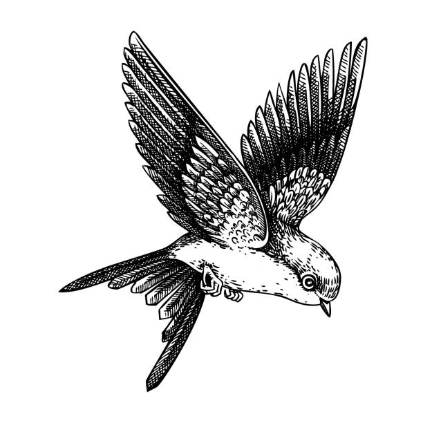 Decorative swallow bird sketch. Hand drawn vector illustration. Vintage flying bird. NOT AI generated