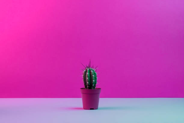 istock Small potted cactus placed on a pastel surface against a vibrant pink gradient background. Minimalistic composition with soft contrasting lighting. 2200221303