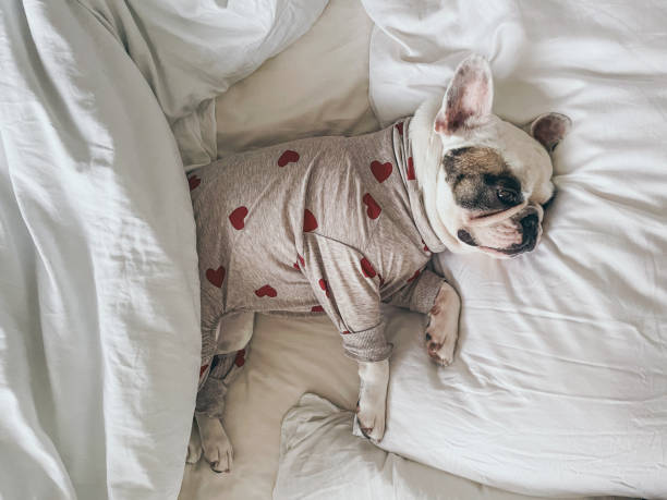 istock French Bulldog waking up on owner's bed 2200221359