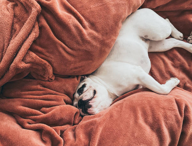 A cute Frenchie dog  sleeping on owner's bed
