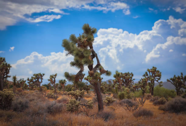 Joshua Trees landscape with blue sky and clouds in the background.