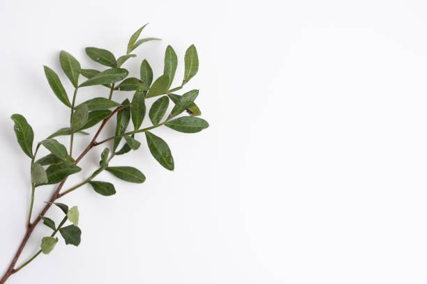 istock Green eucalyptus leaves on a branch. Fresh eucalyptus close-up, on a light background, aromatic, essential oil. Aromatherapy 2200221842