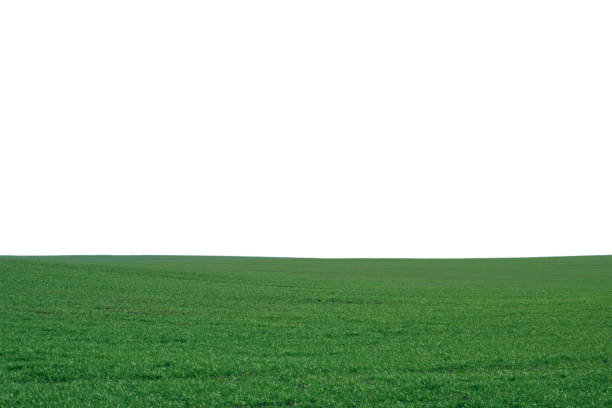 Green field as a background.  Green grass in spring isolated on a white background.