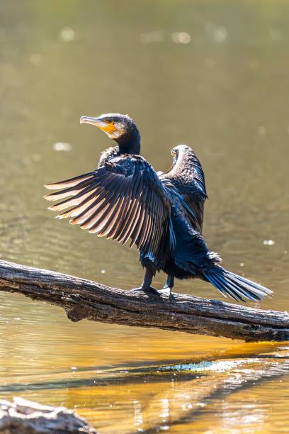 istock Cormorant with Spread Wings on a Log 2200222247