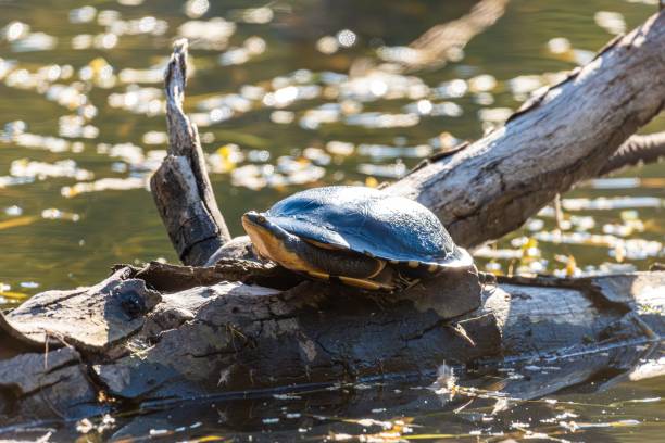 istock Turtle basking on a sunlit log in a pond. 2200222488