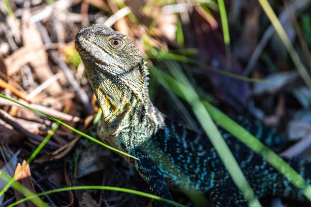 Close-up of a lizard in its natural habitat with vibrant colors and detailed textures, surrounded by foliage.