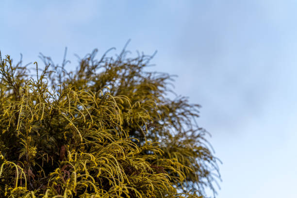 Golden filifera aurea against the sky