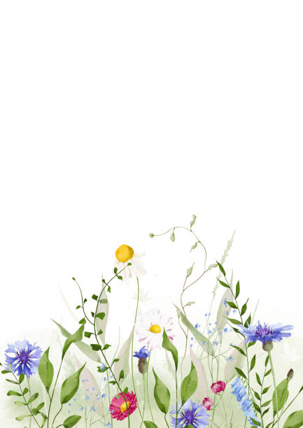 istock Watercolor floral horizontal border. Meadow blue cornflowers, red daisy wild flowers, chamomiles, green branches, leaves 2200224898