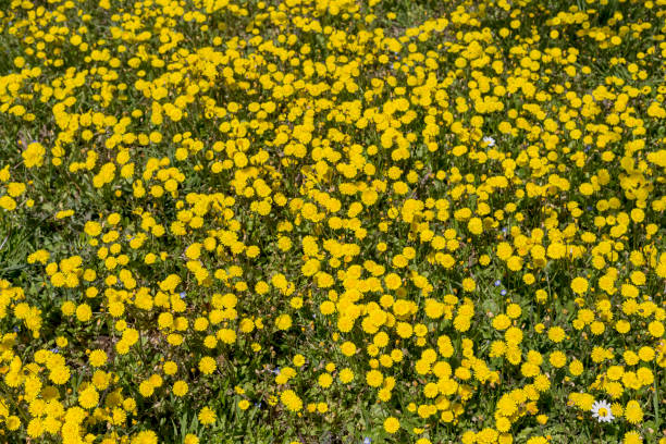 Vegetative, floral background. Yellow wildflowers and various herbs grow on the meadow in a spring, sunny day.