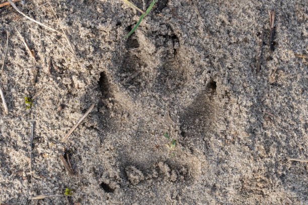istock Dog paw prints in the sand close-up. 2200227149