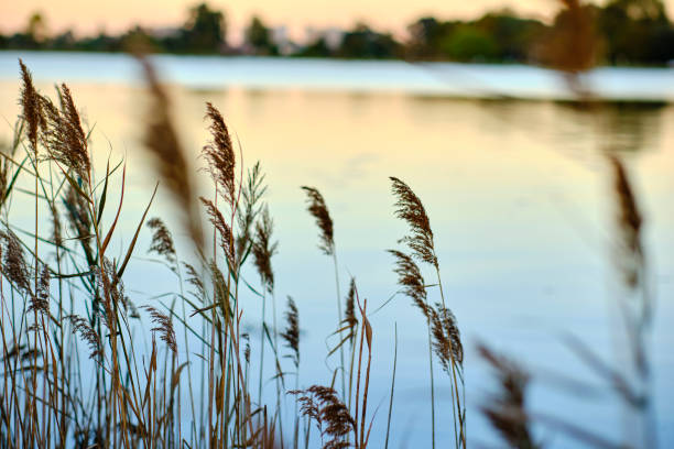 istock Common reeds swaying in the wind by a lake at sunset 2200227460