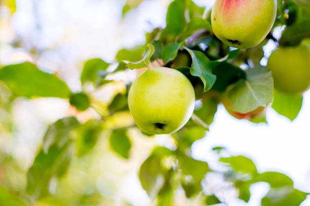 A close-up photograph capturing organic apples on a branch, highlighting their natural imperfect beauty and rich vitamin content