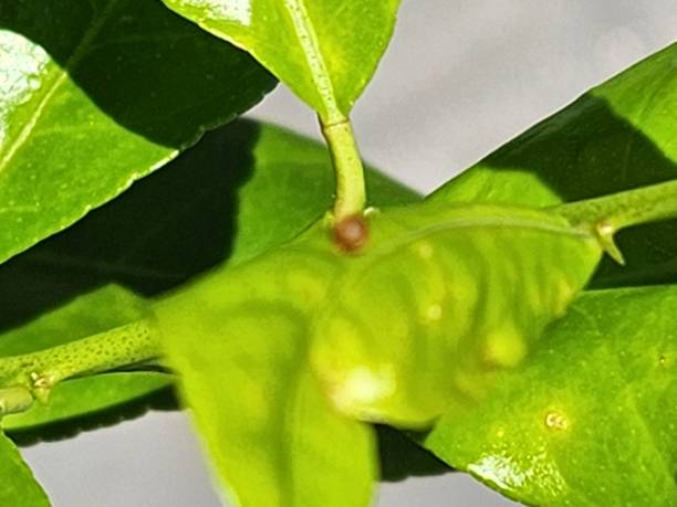 istock The Heraclides thoas egg on a lemon tree leaf is spherical, yellowish in color, and has a smooth surface, darkening before the larva hatches. 2200228128