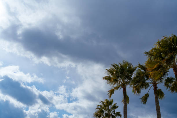 istock Landscape of clouds and palm silhouettes 2200228901
