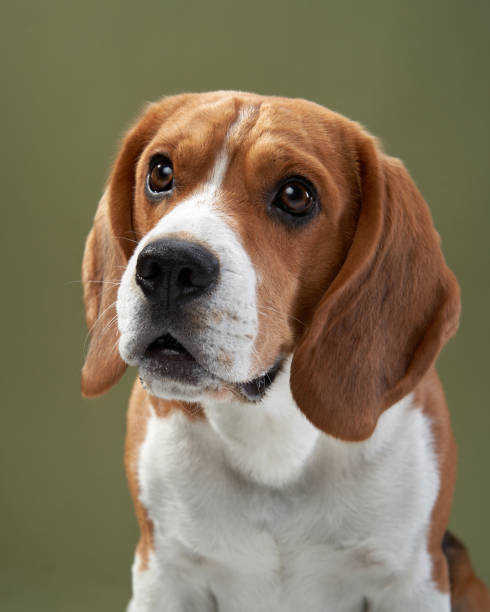 istock Beagle with a Curious Look on Green Background 2200228999