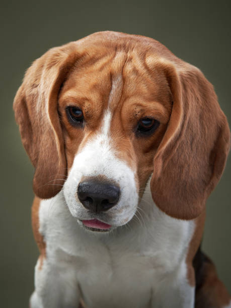 istock Beagle with a Gentle Look on a Green Background 2200229006