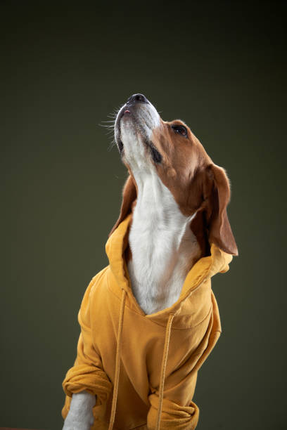 istock Beagle Wrapped in a Yellow Towel After Bath 2200229015