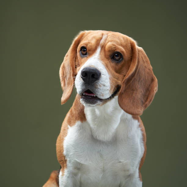 istock Beagle Sitting on White Chair with Green Background 2200229030