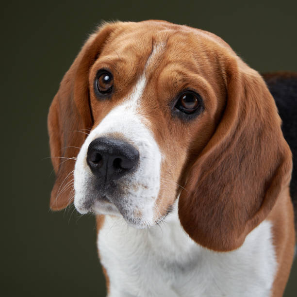 istock Beagle Face Close-Up on Green Background 2200229039