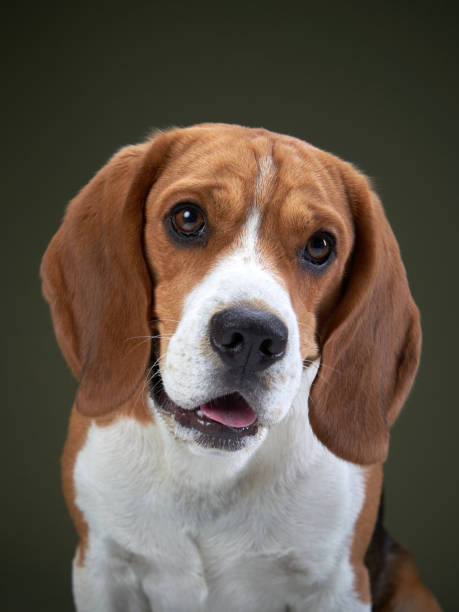 istock Beagle Head Tilt Close-Up on Dark Background 2200229041