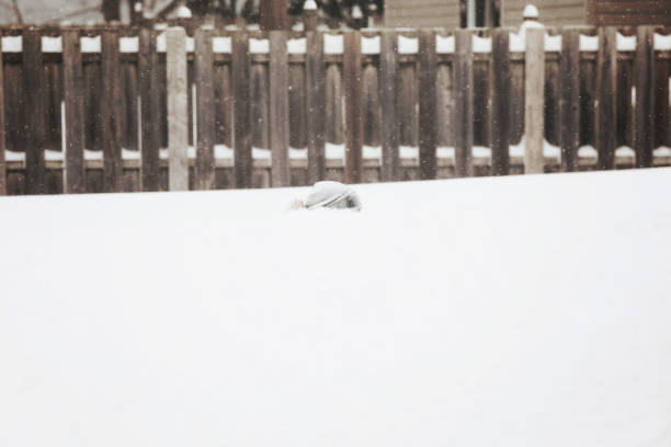 Fluffy cat on a wooden fence