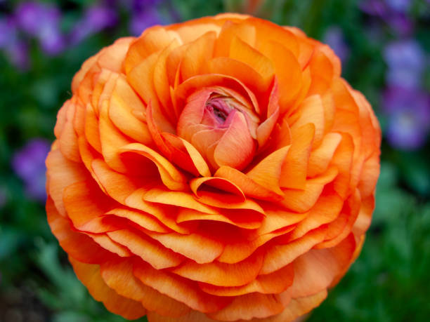 istock Close-up of orange ranunculus flower in bloom. 2200230139