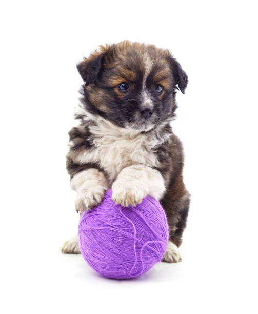 istock One little dog with ball. 2200231754
