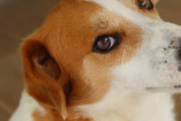 Brown dog head closeup with dark blur background