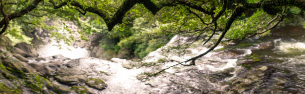 istock Moss-Covered Tree Branches Framing Flowing River in Verdant Forest Landscape 2200235166