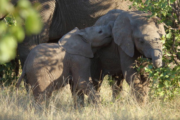 istock Afrikanischer Elefant / African elephant / Loxodonta africana 2200238179