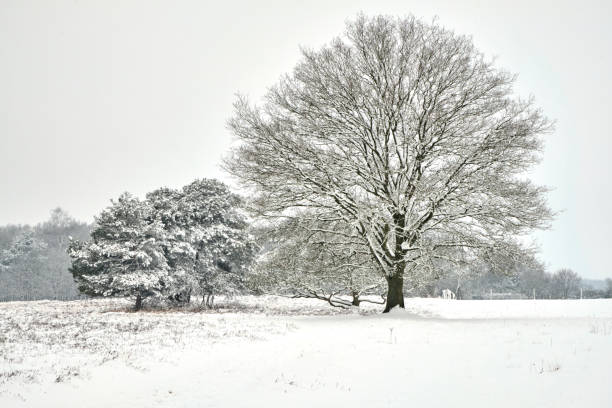 istock Winter Landscape at Molenveld, Drentsche Aa National Park 2200238378