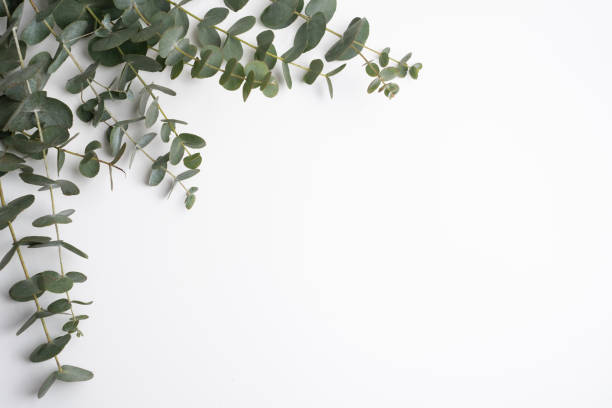 istock Green eucalyptus leaves on a branch. Fresh eucalyptus close-up, on a light background, aromatic, essential oil. Aromatherapy 2200238510