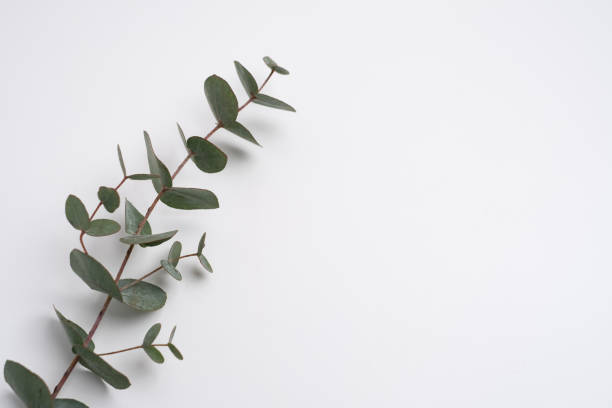 istock Green eucalyptus leaves on a branch. Fresh eucalyptus close-up, on a light background, aromatic, essential oil. Aromatherapy 2200238527
