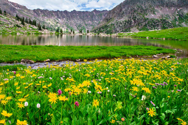 istock Alpine Lake and Mountain Wildflowers 2200238976