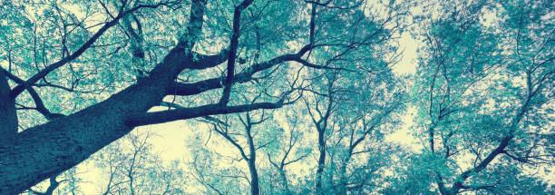 istock Blue vintage frame from trees nature background. Horizontal banner 2200239906